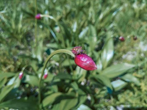 Cute flat bug on a flower bud. Stock Photos