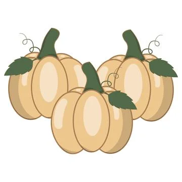 Cute flat vectors pumpkins with green leaves and curly vines Illustration