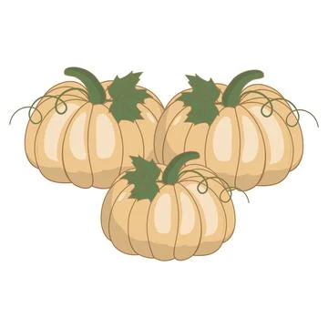 Cute flat vectors pumpkins with green leaves and curly vines Illustration