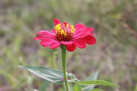 Cute flower Stock Photos
