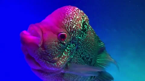 Cute flowerhorn fish Stock Footage 220667719