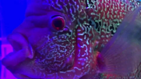 Cute flowerhorn fish Stock Footage 220667772