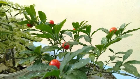 Cute Flowers In A Beautiful Pot Stock Footage 155774098