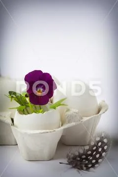 Cute flowers in egg shells for Easter Stock Photos