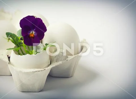 Cute flowers in egg shells for Easter Stock Photos