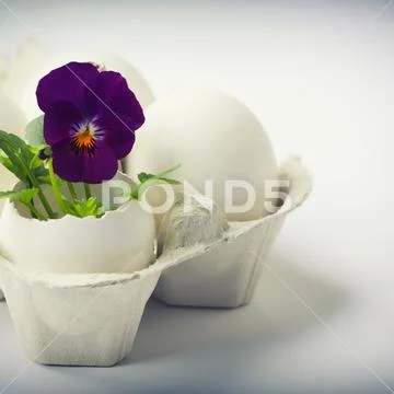 Cute flowers in egg shells for Easter Stock Photos