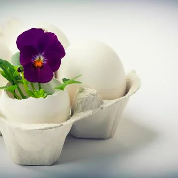 Cute flowers in egg shells for Easter Stock Photos