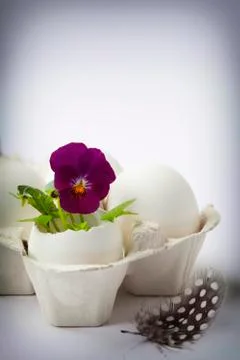 Cute flowers in egg shells for Easter Stock Photos