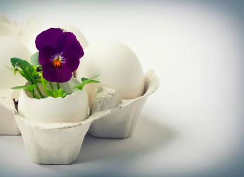 Cute flowers in egg shells for Easter Stock Photos