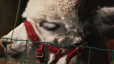 Cute fluffy alpaca wearing a halter eating fresh grass and being hand fed Stock Footage 345230001