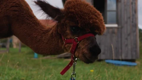 Cute fluffy alpaca wearing a halter eating fresh grass and being hand fed Stock Footage 345230042