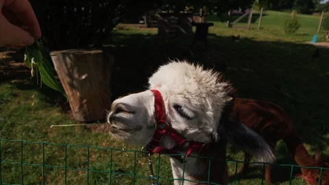 Cute fluffy alpaca wearing a halter eating fresh grass and being hand fed Stock Footage 345230099