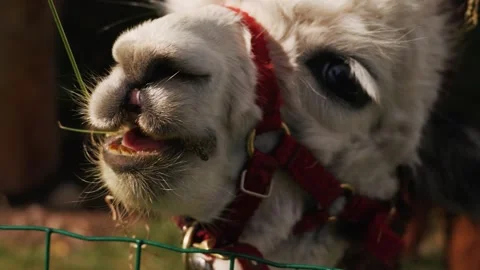 Cute fluffy alpaca wearing a halter eating fresh grass and being hand fed Stock Footage 345230147