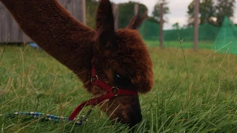 Cute fluffy alpaca wearing a halter eating fresh grass and being hand fed Stock Footage 345230211
