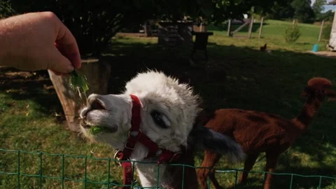 Cute fluffy alpaca wearing a halter eating fresh grass and being hand fed Stock Footage 345230249