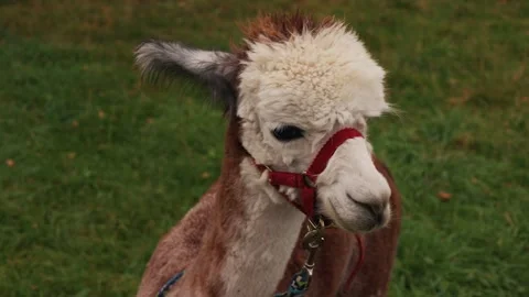 Cute fluffy alpaca wearing a halter eating fresh grass and being hand fed Stock Footage 345231212