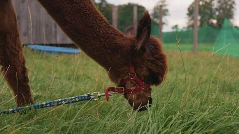 Cute fluffy alpaca wearing a halter eating fresh grass and being hand fed Stock Footage 345557194