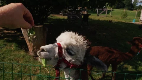 Cute fluffy alpaca wearing a halter eating fresh grass and being hand fed Stock Footage 345557499