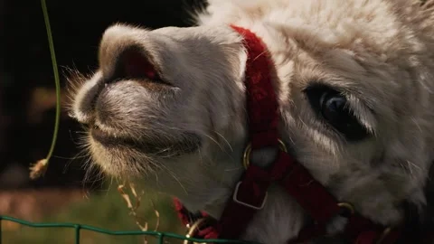 Cute fluffy alpaca wearing a halter eating fresh grass and being hand fed Stock Footage 345558101
