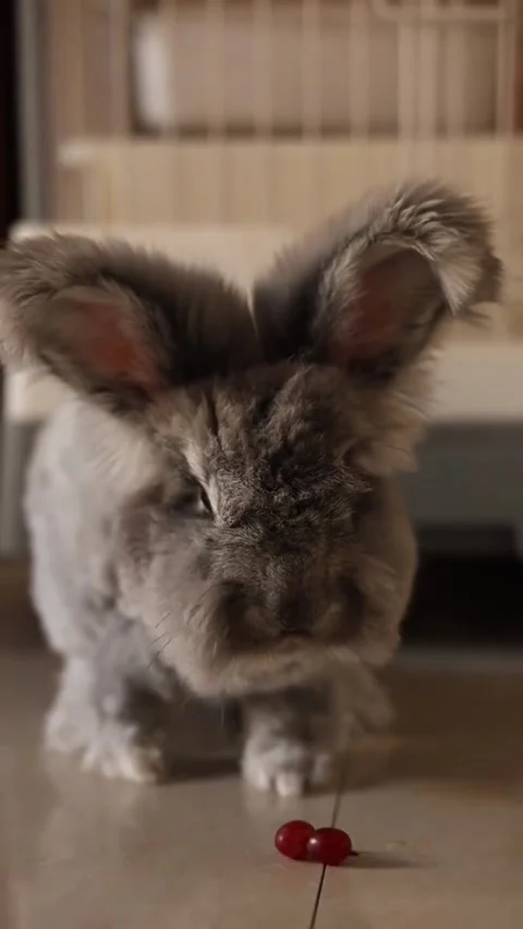 Cute fluffy Angora rabbit eating a red cherry on the floor Stock Footage 346637962