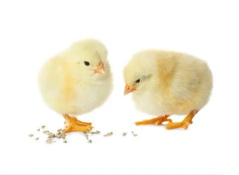 Cute fluffy baby chickens with millet groats on white background. Farm animal Stock Photos