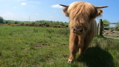 Cute fluffy Baby Highland Cow Stock Video Pond5