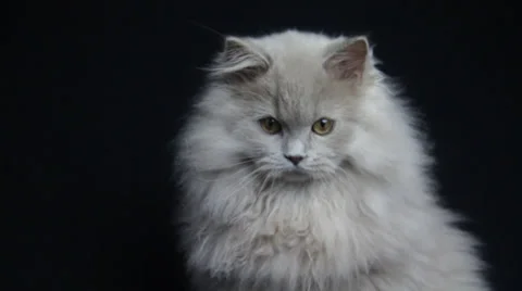 A cute fluffy beautiful cat looks around the foor Keenly Stock Footage 35487548