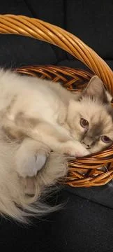 A cute fluffy Birman cat peeks out of a wicker basket 스톡 사진