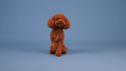 This cute, fluffy brown Poodle is sitting gracefully against a vibrant blue Stock Footage 305545094