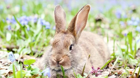 Cute fluffy brown rabbit with big ears is resting on a green meadow with Stock Footage 128298174