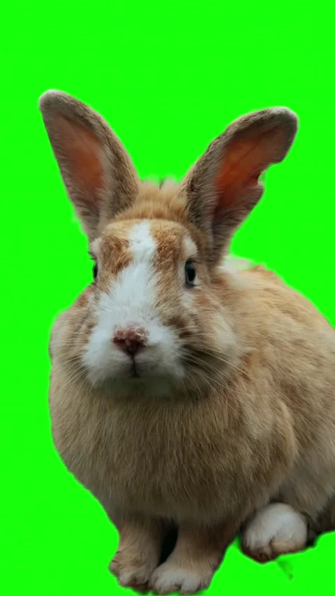 Cute fluffy brown rabbit sitting isolated on green screen background Stock Footage 337745196