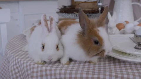 Cute fluffy bunnies sitting on the table Stock Footage 306471715