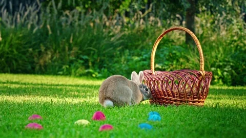 Cute fluffy bunny looking into basket and sniffing vibrant easter eggs on g.. Stock Footage 334831475