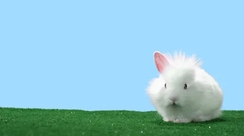 Cute fluffy bunny points its big ears Vídeos de archivo 33835764
