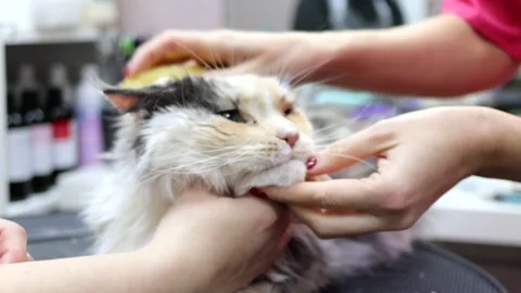 Cute fluffy cat forgets about shedding in pet spa Video stock 181765590