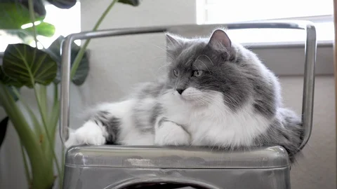 Cute Fluffy Cat Looks at Camera Stock Footage 111962063
