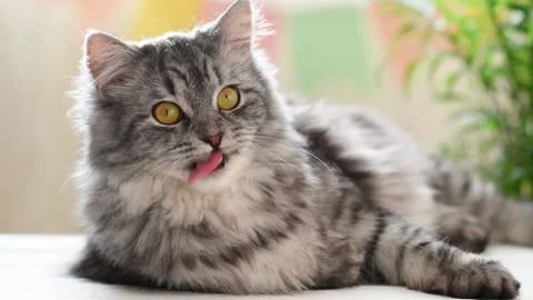 Cute fluffy cat looks into the frame and licks her lips Stock Footage 175496495