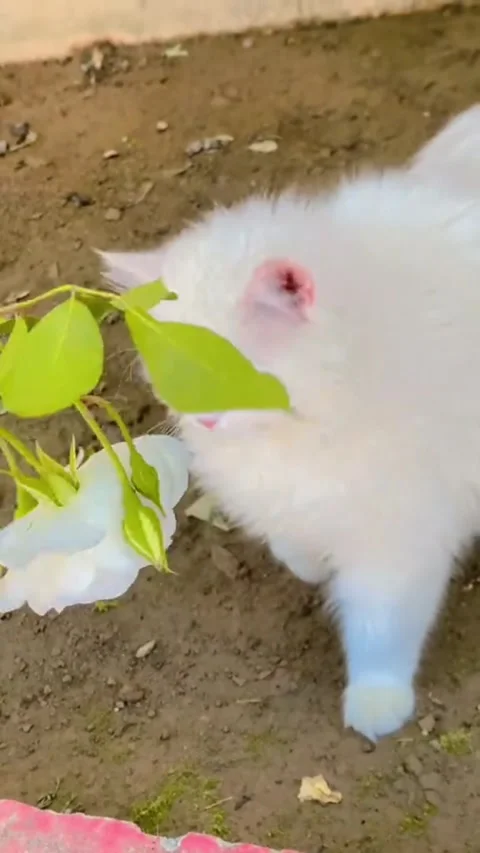 Cute Fluffy Cat Playing with Rose Branch in Garden Stock Footage 333218459