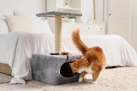 Cute fluffy cat playing with scratching post at home Stock Photos