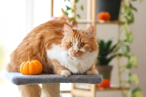 Cute fluffy cat with pumpkin lying on scratching post at home Stock Photos