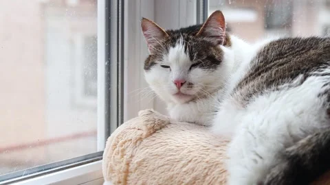 Cute fluffy cat resting on a soft couch by the window in daylight. 5 Vídeo Stock 331819584