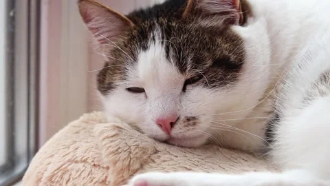 Cute fluffy cat resting on a soft couch by the window Видео 331819599