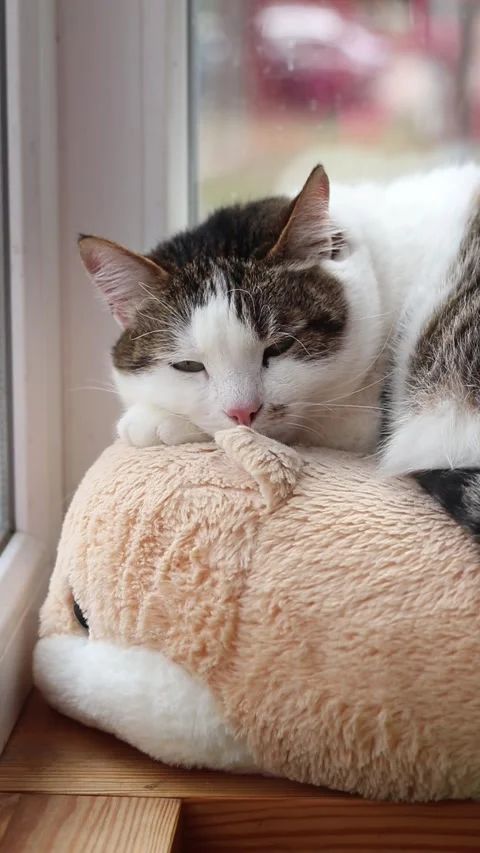 Cute fluffy cat resting on a soft couch by the window in daylight 스톡 동영상 331819635