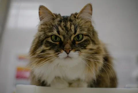 A cute fluffy cat sits on a table in a veterinary clinic and looks into the Stock Photos