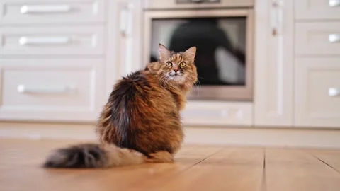 Cute fluffy cat sitting on the floor in the kitchen Stock Footage 278654940