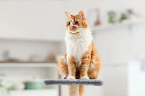 Cute fluffy cat sitting on scratching post  at home Stock Photos