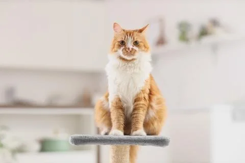 Cute fluffy cat sitting on scratching post  at home Stock Photos