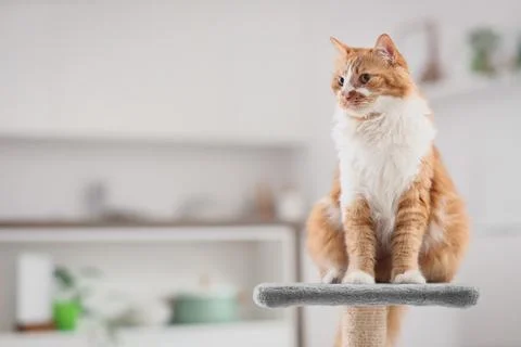 Cute fluffy cat sitting on scratching post  at home Stock Photos