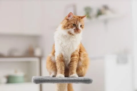 Cute fluffy cat sitting on scratching post  at home Stock Photos