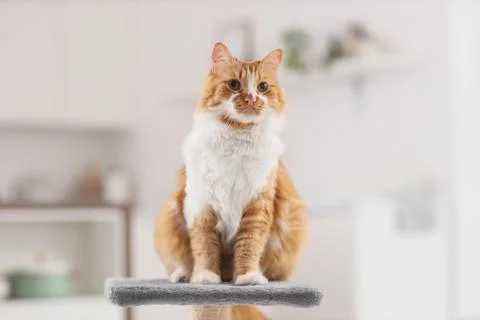 Cute fluffy cat sitting on scratching post  at home Stock Photos